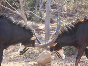 two animals with long horns standing next to a rock at Zomoya Game Farm in Vaalwater