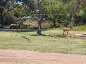 two animals standing in a field next to a tree at Zomoya Game Farm in Vaalwater
