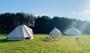 three tents in a field with a picnic table at Yule Tree Campsite in Helston +7 photos