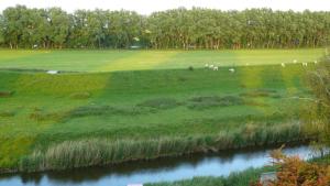 a herd of animals grazing in a field next to a river at Apartment Korthals 42 in Wangerland
