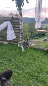 Fotografie z fotogalerie ubytování Odaia Bunicilor v destinaci Feldru