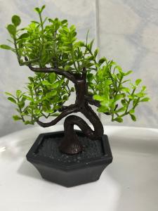 a small green plant in a black holder at Resa Apartment in Vlorë