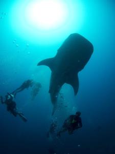 two people swimming in the ocean next to a whale shark at Suffix Retreat - Stay, Dive & Explore Fuvahmulah in Fuvahmulah