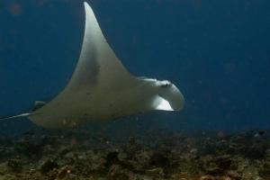a white stingray swimming in the ocean at Suffix Retreat - Stay, Dive & Explore Fuvahmulah in Fuvahmulah