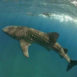 a whale shark swimming in the ocean next to a diver at Suffix Retreat - Stay, Dive & Explore Fuvahmulah in Fuvahmulah