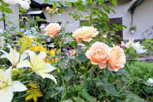 a group of pink flowers in a garden at Котедж "Красний Краєвид" in Yaremche +42 photos