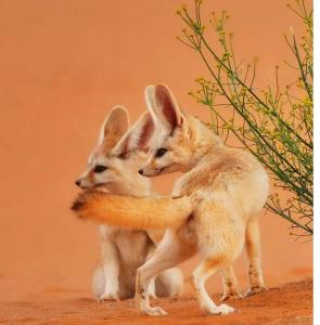 Domácí mazlíčci ubytovaní s hosty v ubytování Sahara Luxury Camp