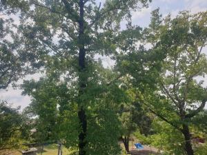 a large tree with green leaves in a park at KeMo121 in Zugdidi