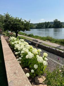 una hilera de flores blancas junto a un río en Ferienwohnung Flussufer No.12, en Schweich