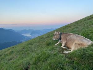 una mucca sdraiata sulla cima di una collina erbosa di Agriturismo Alpe Rompiago a Bidogno