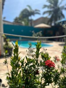a plant with a red flower in front of a beach at Pousada Canto dos Artistas in Porto De Galinhas