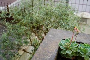 Una planta suculenta situada en lo alto de una repisa. en Villa Flaviae, en Chaves 21 fotos más