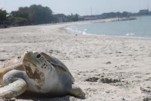 eine grüne und weiße Schildkröte, die an einem Strand liegt in der Unterkunft Glory Beach Resort PD, Fully Aircon Beatiful View Suite PortDickson in Port Dickson + 24 Fotos