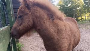 Zvieratá na farme alebo blízkom okolí