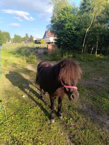 Zvieratá na farme alebo blízkom okolí