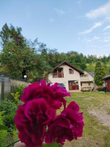 a purple flower in front of a house at Casa Ana in Bistra