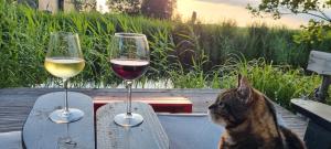a cat sitting on a table with two glasses of wine at Slapen bij Bonanza in Bantega +34 photos