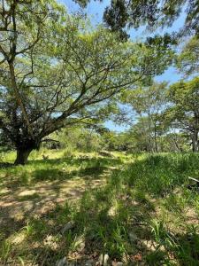 a path in a field with a tree and grass at Paraiso del Cauca in Jericó