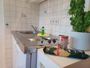 eine Küchentheke mit Spüle und Pflanze in der Unterkunft Ferienbungalow Jahnke auf Usedom mit Wlan in Zirchow
