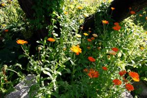 Billede fra billedgalleriet på Caféhaven i Børglum + 20 billeder