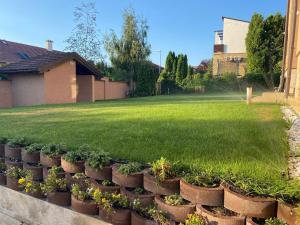 a yard with a lawn with potted plants at Villa Lara in Üröm
