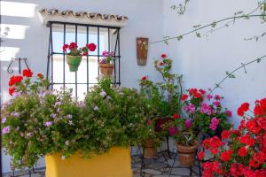 Zahrada ubytování Cortijo del Coco