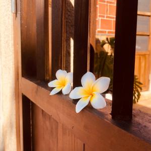 two white flowers sitting on a window sill at Wuzou Guesthouse in Jinsha