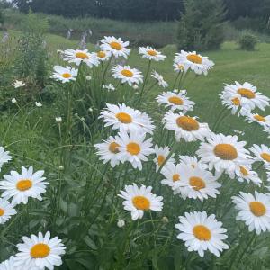 a field of white daisies in a field at Daisy Lake House in Papsaare +5 photos
