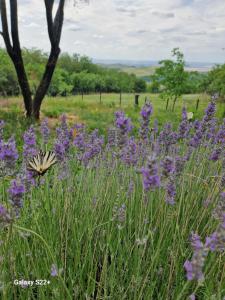 Gallery image of Casa din sat in Marginea Pădurii
