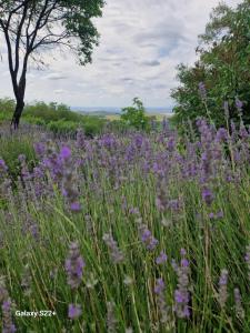 Gallery image of Casa din sat in Marginea Pădurii