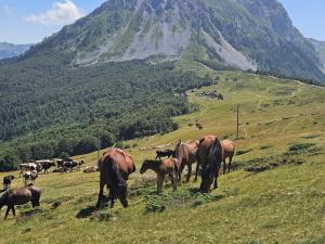 Galeriebild der Unterkunft Dušanov Konak in Andrijevica