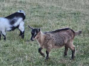 Galeriebild der Unterkunft Dušanov Konak in Andrijevica + 7 Fotos