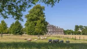 a herd of sheep grazing in a field in front of a building at Pretty Cottage In Charming Peaceful Village - Easy Commute to Cambridge - Cambridge Homehost in Cambridge