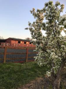 a tree with white flowers in front of a fence at Modern, Stylish lodge with Paddock Views in Sandwich