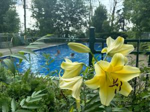 a yellow flower in front of a swimming pool at Motel Le Charentais in Sorel