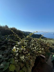 a large group of plants on the side of a hill at Ca' dii Bürsa 2 - HOMY 5 TERRE in Volastra +15 photos