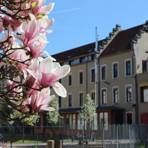 un albero con fiori rosa di fronte a un edificio di Dream appartement!! spacieux ,calme au rez-de-chaussée a Bourg-en-Bresse