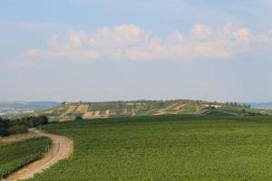 a field of green grass with a dirt road at Castillo 1 in Ensheim