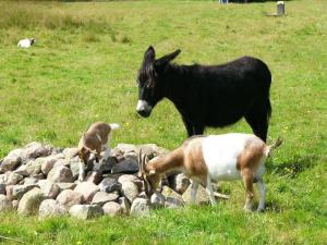 Zvířata v apartmánu nebo okolí
