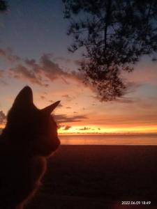 a cat sitting in a window watching the sunset at Homestay Nom Kamil in Tiga Papan