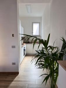 a living room with a potted plant and a kitchen at Casa dell arco in S'archittu Cuglieri