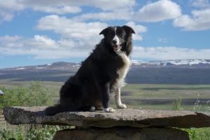 a black and white dog sitting on a rock at H&oacute;tel &Aacute; in Reykholt