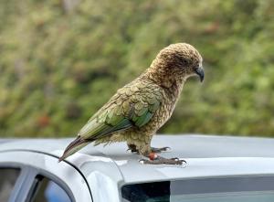 Animais na casa de férias ou nos arredores