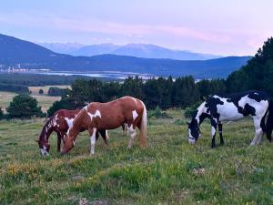 Zvieratá v ubytovaní bed & breakfast alebo blízkom okolí