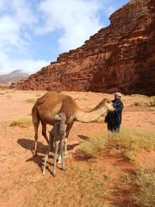 Ein Mann steht neben einem Kamel in der Wüste in der Unterkunft Wadi rum view camp in Wadi Rum