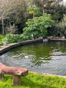 a duck swimming in a pond with a bench at Country garden lodge on Devon Cornwall border in Lifton