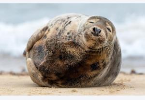 Gallery image of ATELIER DE BERCK - Chambres d'hôtes in Berck-sur-Mer +7 photos