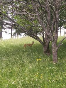 Altri animali domestici presso il bed & breakfast o nei dintorni