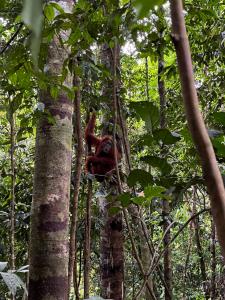 Fotografie z fotogalerie ubytování Charlys little House v destinaci Bukit Lawang