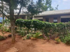 een heg voor een huis bij PiperZ in Entebbe